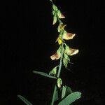 Crotalaria retusa Цвят