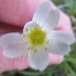 Mononeuria nuttallii Flower