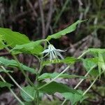 Prosartes hookeri Hábitos