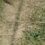 Brachypodium phoenicoides Blomst