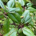 Frangula azorica Likasa