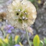 Lomelosia cretica Owoc