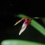 Specklinia simmleriana Fleur