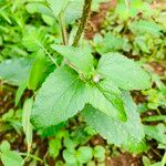 Ageratum conyzoides 葉