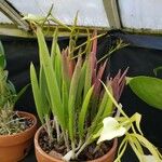 Brassavola nodosa Hábito