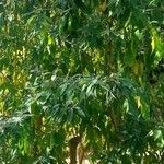 Buddleja nivea Hábito