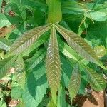 Vitex altissima Leaf