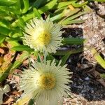 Carpobrotus edulisFlor