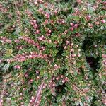 Cotoneaster nan-shan ഇല