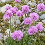 Armeria alpina Blüte