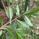 Cordia americana Leaf