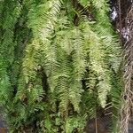 Gleichenella pectinata Hoja