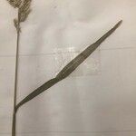 Trisetum paniceum 葉