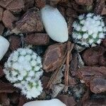 Mammillaria gracilisЦветок