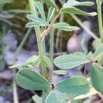 Melilotus altissimus Leaf