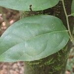 Diospyros iturensis Leaf