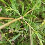 Galium × pomeranicum Lehti