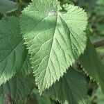 Urtica massaica Leaf