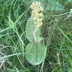 Neottia ovata Leaf