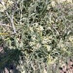 Ceballosia fruticosa Fula