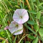 Convolvulus arvensisFlor