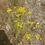 Haplophyllum linifolium Costuma