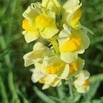 Linaria vulgaris花