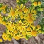 Jacobaea vulgarisFlower