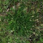 Carex muricata Цветок