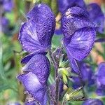 Aconitum napellus Λουλούδι