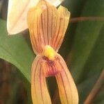 Mormolyca ringens Flor