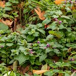 Lamium maculatum Vekstform