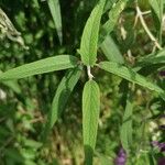 Salvia leucantha 葉