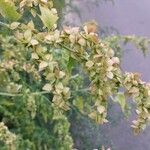 Atriplex sagittata Fruit