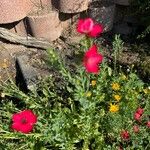 Linum grandiflorum Flower