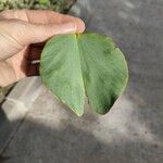 Bauhinia variegata 葉