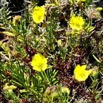 Fumana ericoides Flower