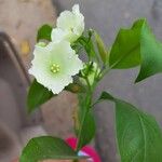 Vallaris solanacea Flower