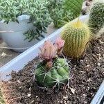 Gymnocalycium anisitsii Кветка