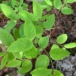 Lonicera canadensis Leaf