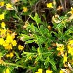 Genista pilosa Folha