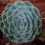 Echeveria secunda List