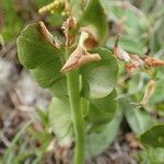 Botrychium lunaria Leaf