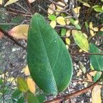 Hypericum kouytchense Likasa