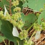 Triumfetta cordifolia Voankazo