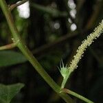 Acalypha radinostachya Bark