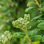 Spiraea betulifolia Λουλούδι