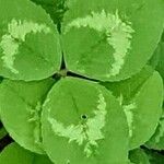 Trifolium repens List