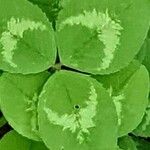 Trifolium repens Folha