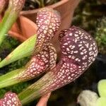 Sarracenia psittacina Flower